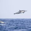 Dolphin Acrobatic Jump