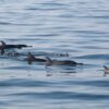 Dolphin pod swimming in the Gulf of Oman